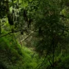 Kathandeini Forest Hike