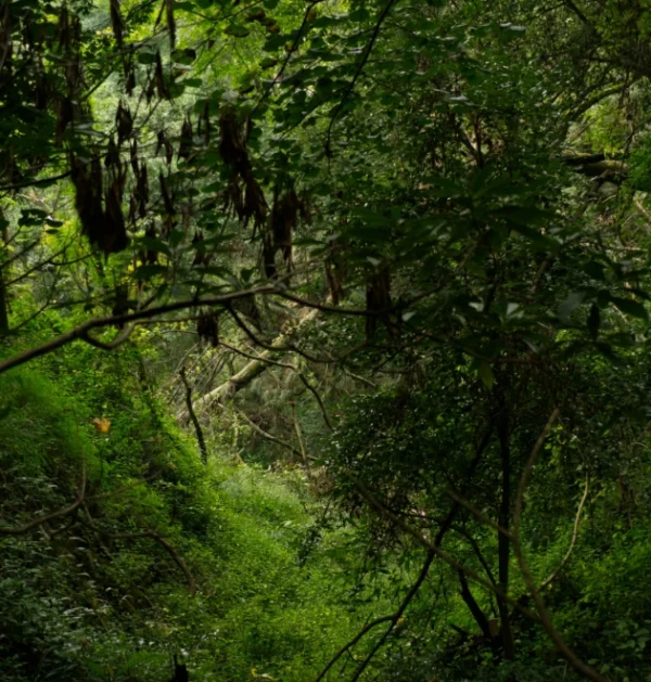 Untitled (1) Kathandeini Forest Hike