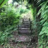 Castle Forest Expedition