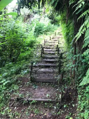 Castle Forest Expedition
