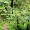 Castle Forest Expedition