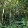 Kathandeini Forest Hike