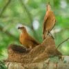 Kathandeini Forest Hike